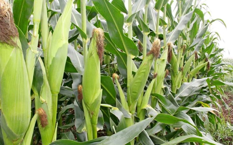 maize plant