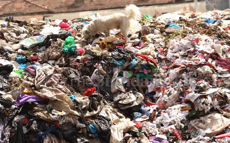 Chihuahua turning heads at Majengo dumpsite