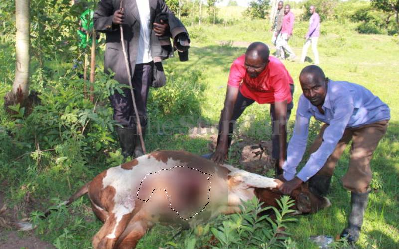 18 cattle killed and over 100 injured in night raid