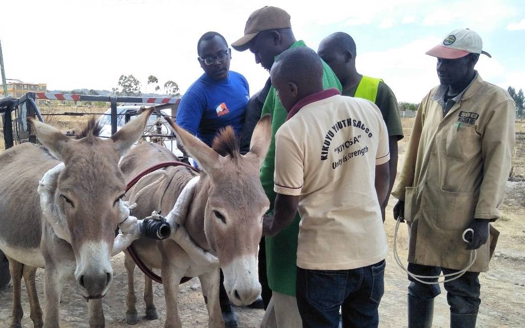  Why donkeys are Kenya’s underestimated sources of livelihood