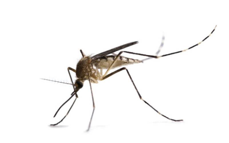 A look into malaria drug resistance 