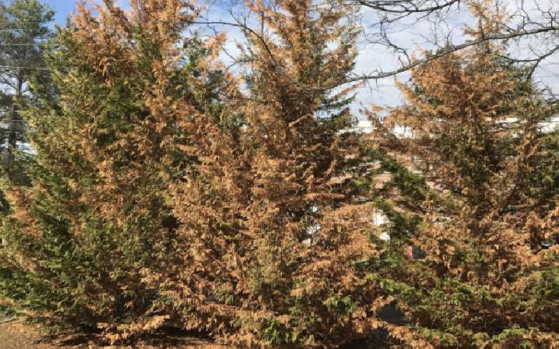 Agony as cypress trees worth millions dry from aphid attack