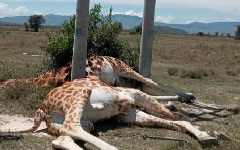Alarm as three giraffes are electrocuted at a Nakuru conservancy
