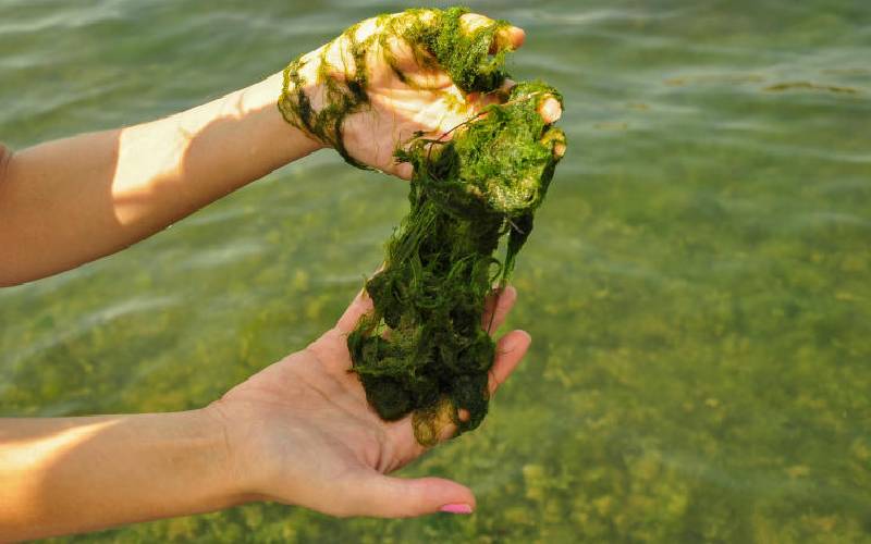 Algae bloom suffocating Tilapia  