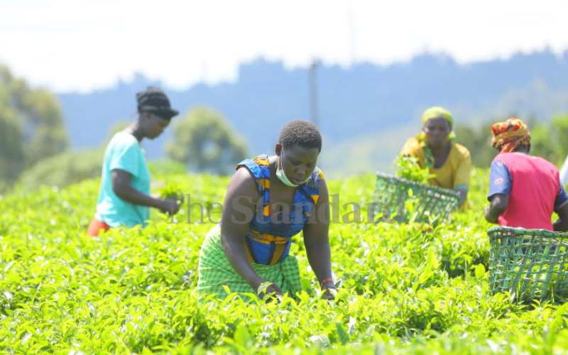 Automated tea auction will boost earnings, ensure transparency   