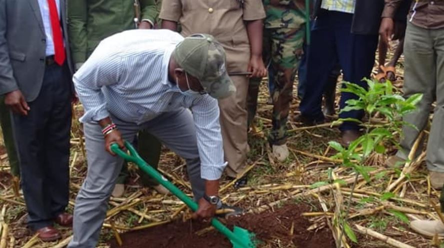 Bungoma residents challenged to plant trees on private farms