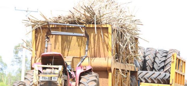 Cane growers raise alarm over sugar imports