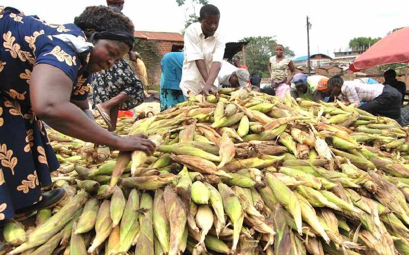 Dejected farmers now selling green maize