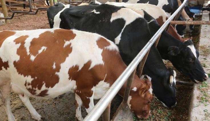 Drive to boost livestock health