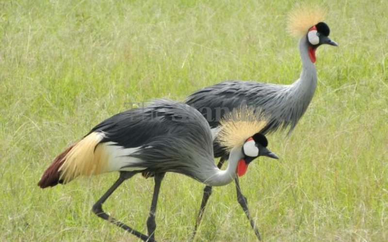 Efforts to save grey crowned cranes
