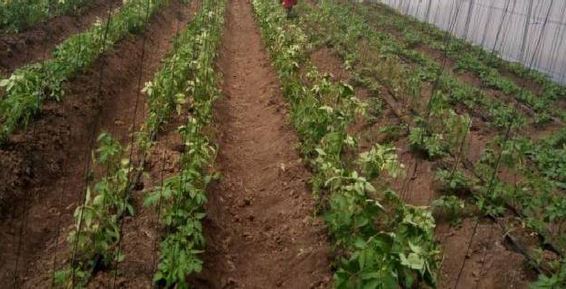 Enabling policy, regulatory environment critical in driving technology adoption in Africa