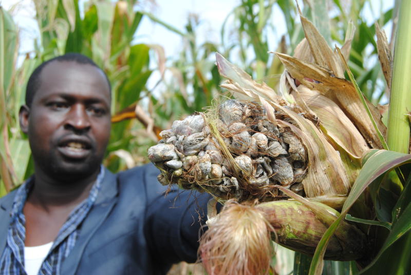 Farmers in Narok staring at losses as head smut disease ravages crop