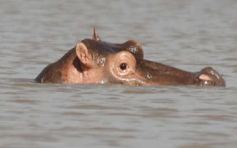 Fears as hippos attack, kill fisherman in Kisumu