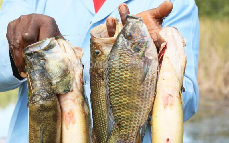 Fish traders drowning in losses as Lamu power outages fry business