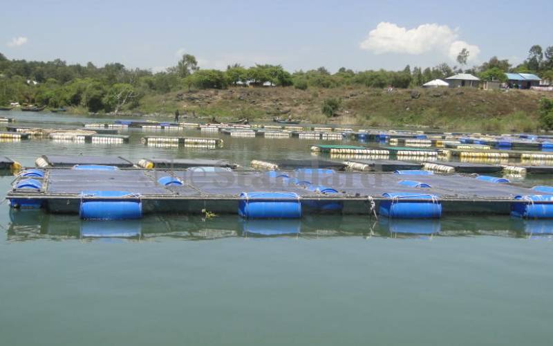 Firm sets up 500 cages in Lake Victoria to boost fish supply