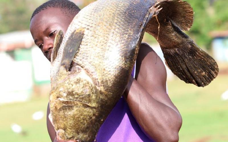 Nile Perch Lake Victoria S Golden Fish That Breeds Regional Conflict The Standard