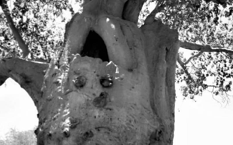The Taveta baobab tree that housed a German sniper 