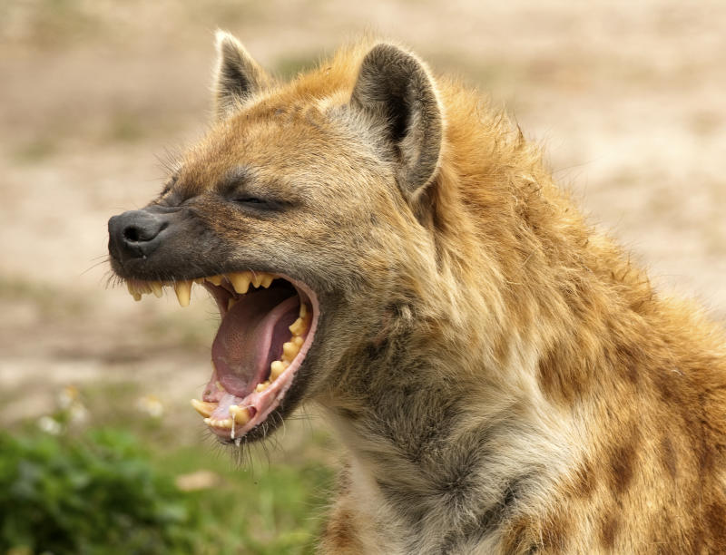 Hyenas invade villages in Isiolo, flee with body parts