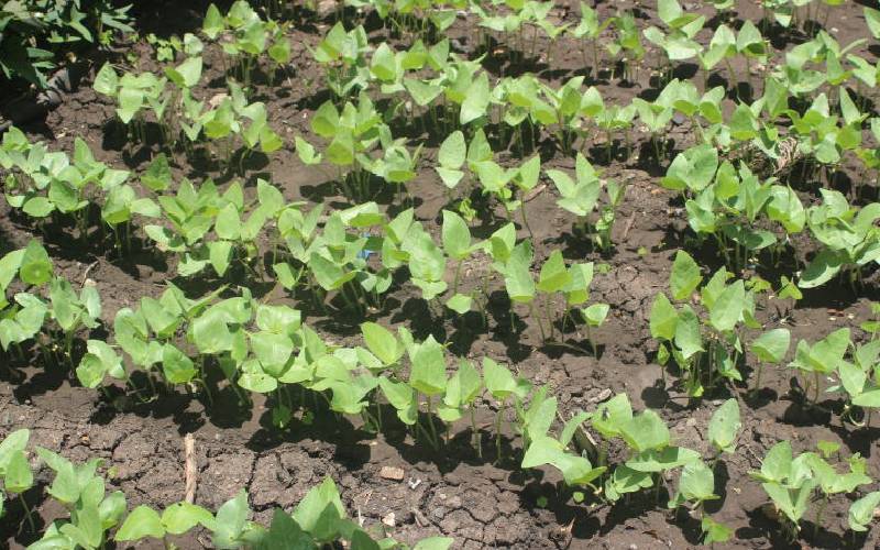 Insurer pays farmers who lose crops to bad weather