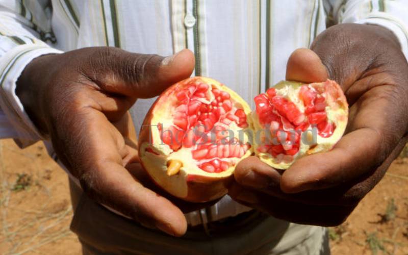 Pomegranate boosts libido for men, women