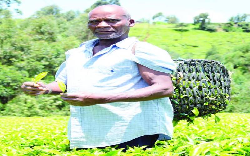 Tea farmers: We live like slaves in our own farms