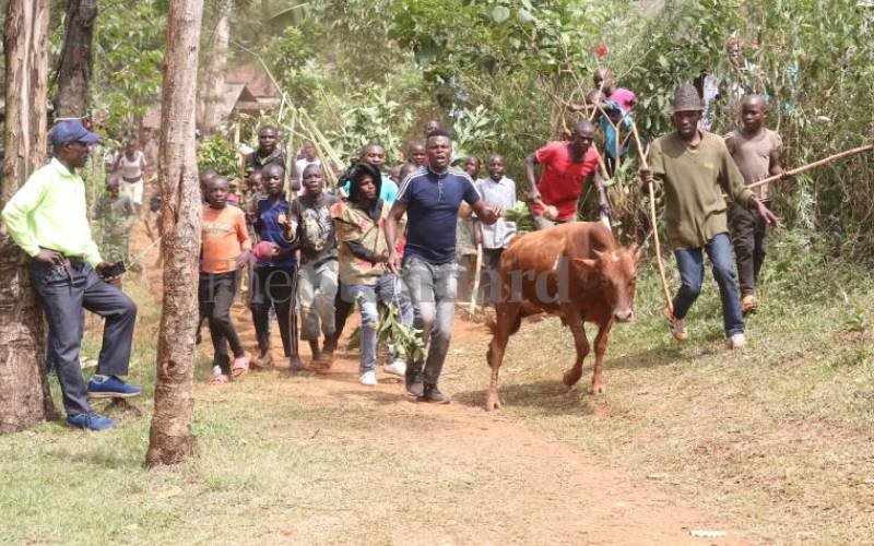 Amid the throbbing of isukuti, four bulls...