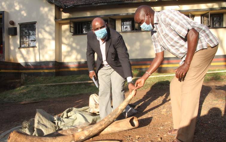 Man arrested with ivory worth Sh5.4m after tip-off in Migori