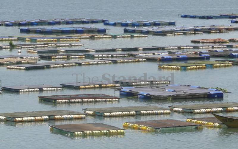 Traditional Thai Fishing cage full of fish Stock Photo - Alamy