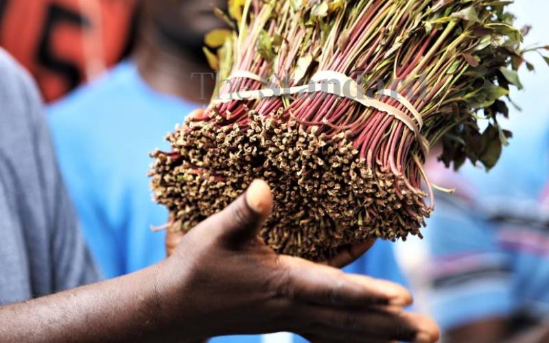  Miraa extracts ‘can kill germs, treat genital infections’  