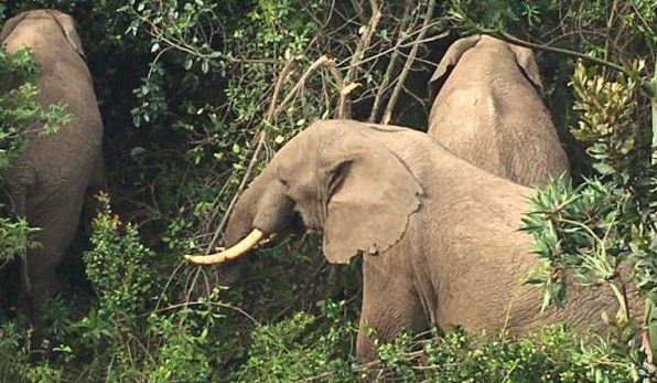 MP wants frequent jumbo attacks halted