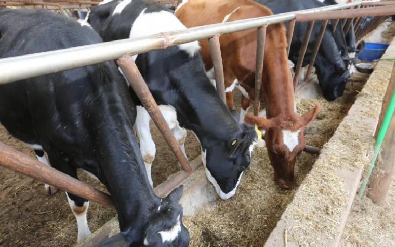 Step by step preparation of quality silage for your dairy animals -  FarmKenya Initiative