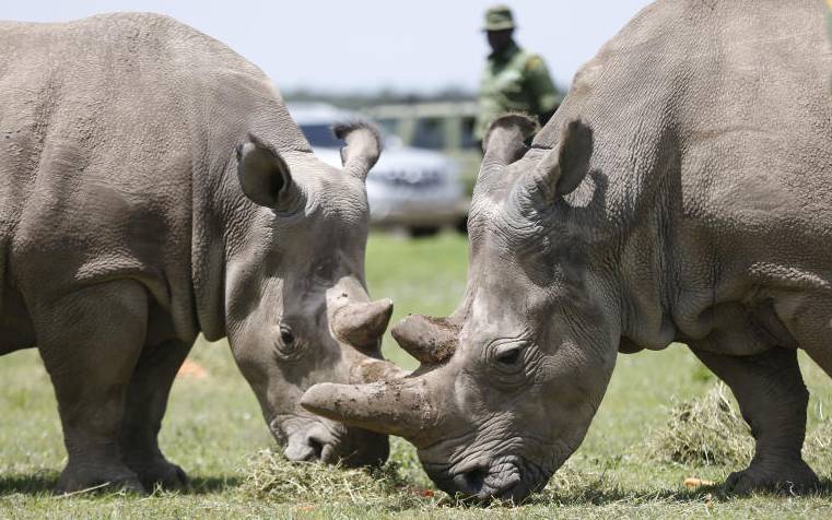 On the edge: Endangered rhinos seek salvation in technology