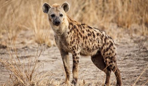 One dead, three injured after hyena attack