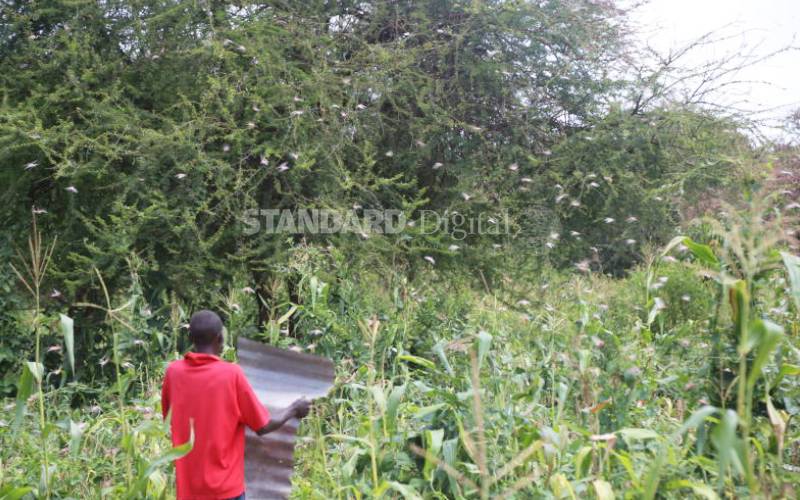 One week of untold terror as locusts pitch camp in Mwingi 