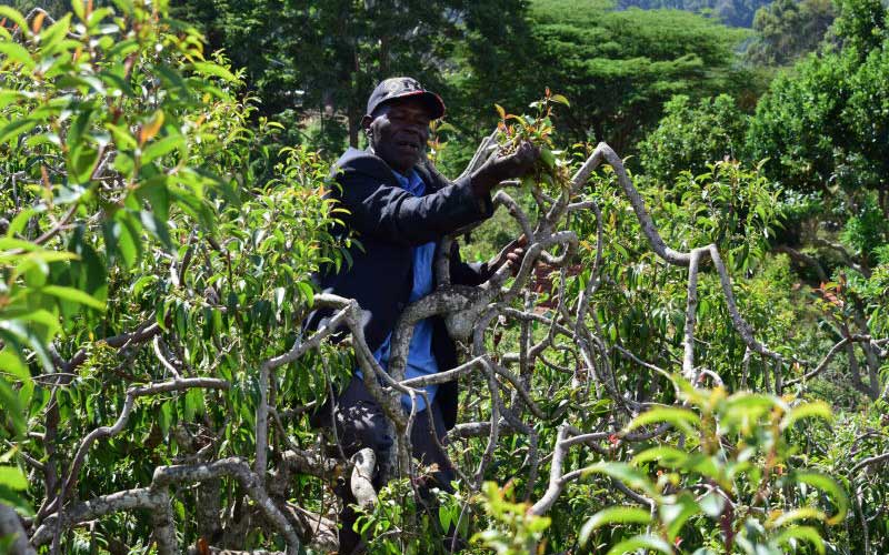 Miraa farmers turn to other crops as export freeze bites - The Standard