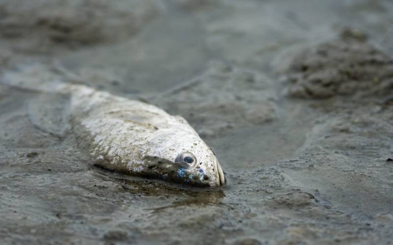 Panic as fish found dead in river with cause unknown