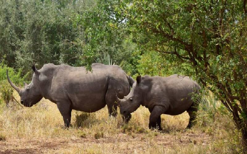 Park sees baby boom of rhinos in sanctuary 