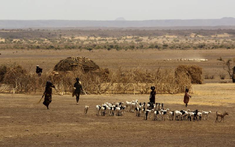 Pastoralists now turning to ‘telephone herding’