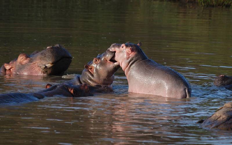 hippo poop