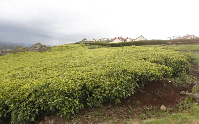 Proposed regulations for tea industry will do more harm than good