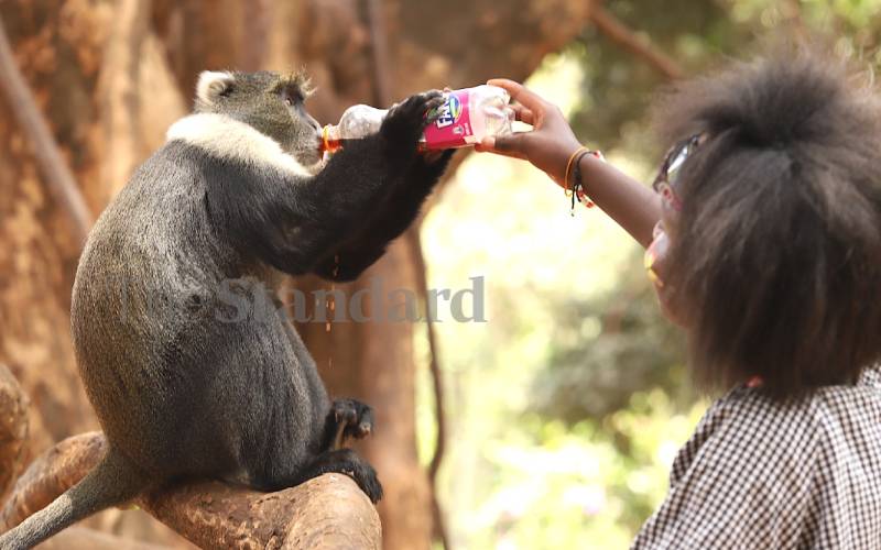 Violet tends to a monkey at City Park, Nairobi.