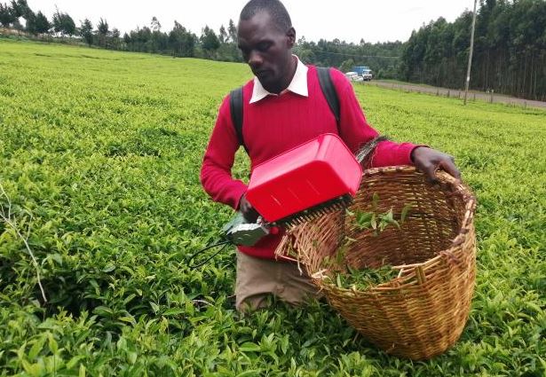 Reprieve for tea and coffee farmers
