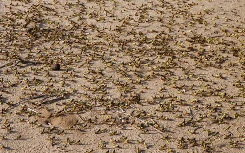 State should be ready for second locust invasion