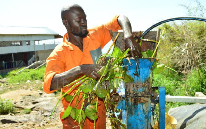 Tapping biogas from water hyacinth 