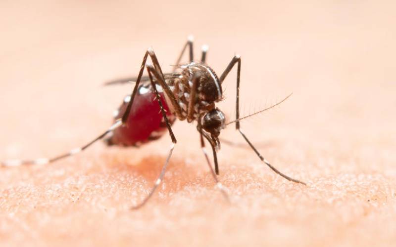 Mosquito-borne illnesses could increase thanks to climate change, experts warn