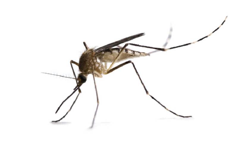 Three strange things you must know on mosquitoes