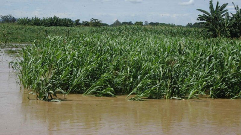 Agricultural land 'swallowed' by massive water 