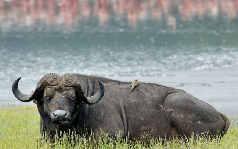 Alarm as anthrax wipes Lake Nakuru park buffaloes