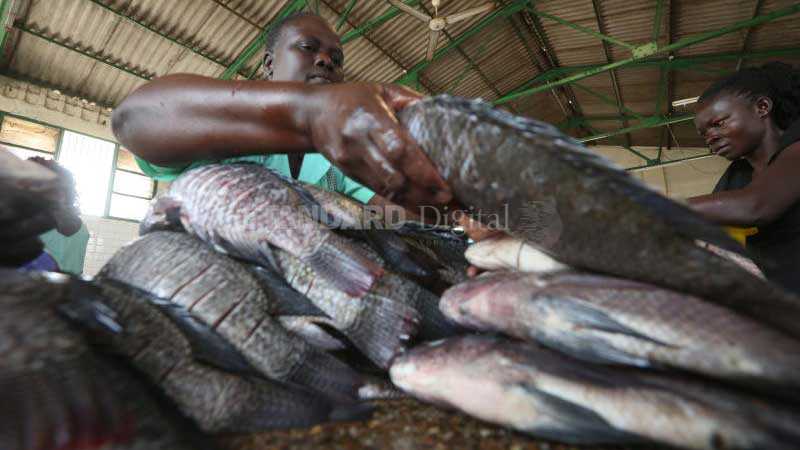 Alarm as China fish threaten to drown Kenya’s fish industry