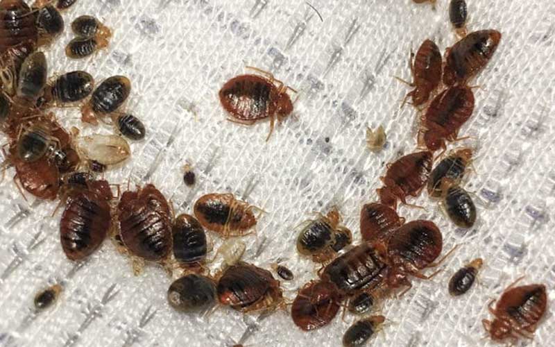 Bedbugs overrun Bungoma homes